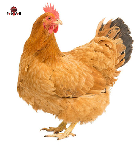 خرید و فروش اکانت پابجی موبایل